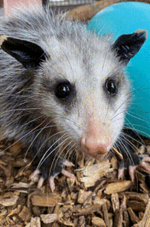 Opossum Snail GIF - Opossum Snail Evolution GIFs