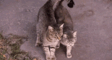 Cats Love GIF - Cats Love Clingy GIFs