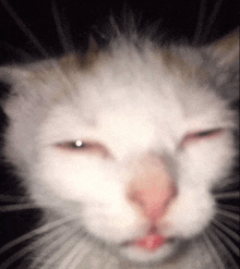 a close up of a cat 's face with a blurry background