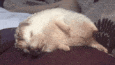 Hedgehog Sleep GIF - Hedgehog Sleep Buttney GIFs
