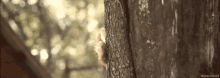 a person is peeking out from behind a tree trunk in the woods .