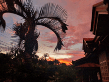 a palm tree is silhouetted against a pink sky at sunset