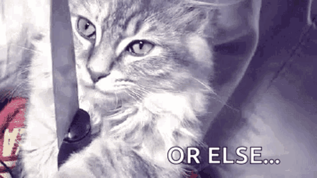knife-cat.png