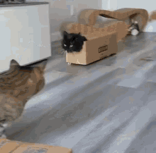 Cat Box GIF - Cat Box Walk GIFs