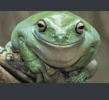 Frog Reaching Hand Out Froggers GIF - Frog Reaching Hand Out Froggers GIFs
