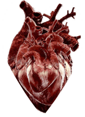 Corazon Heart Sticker - Corazon Heart Stickers