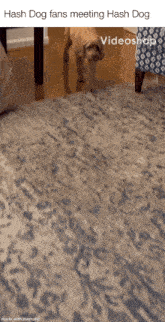 a dog standing on a rug with hash dog fans meeting hash dog written on the bottom