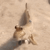 Confused Fish Buck Tooth GIF - Confused Fish Buck Tooth Buck Teeth GIFs