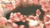 a blurred image of pink flowers with the words real housewives out of context on the bottom