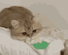 Sad Cat GIF - Sad Cat Eating GIFs
