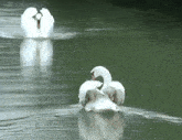 two white swans are swimming in the water and one is cleaning itself