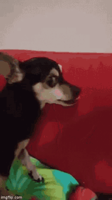 chihuahua dog mean vicious bite