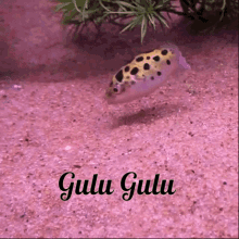 Gulu Gulu Gulu GIF - Gulu Gulu Gulu Fish GIFs