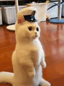 Kittens Pet GIF - Kittens Pet Lover GIFs