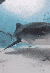 Shawk Sharks GIF - Shawk Sharks GIFs