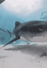 a large shark is swimming in the ocean with other fish