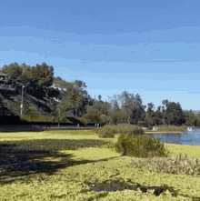 a swamp with a lot of algae and a lake in the background .