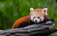 Panda Rojo GIF