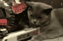 Holiday Cat GIF - Cat Train Toy GIFs