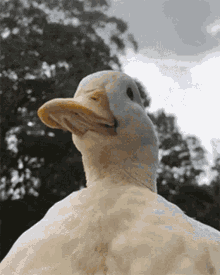 Duck Cest Moi GIF - Duck Cest Moi Patron GIFs