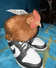 Chicken With Shoe GIF