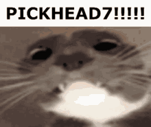Pickhead7 Cat GIF - Pickhead7 Cat Stare GIFs