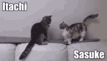 Naruto Cats GIF - Naruto Cats Sasuke GIFs