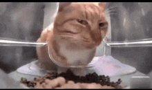 Cat Sit Cat Stare GIF - Cat Sit Cat Stare Disappointed GIFs