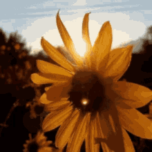 Tonee Marie Antonette GIF - Tonee Marie Antonette Sunflower GIFs