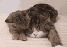 Bengisu Wesley Bengisu Seyrek GIF - Bengisu Wesley Bengisu Seyrek Cat GIFs