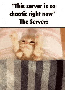a cat laying on a striped blanket with the caption " this server is so chaotic right now "