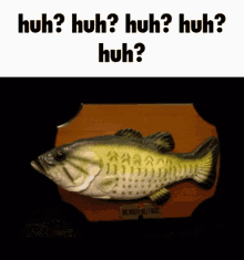 huh huh huh huh huh huh huh huh huh huh huh fish