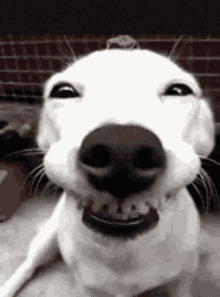 gimmy kiss dog smile
