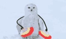 Snowy Owl White Owl GIF