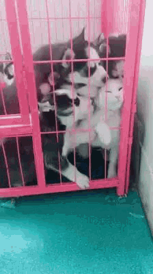 kongkee-cat.gif