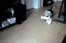 When That Package Finally Arrives! - Imgur GIF - Dogs Dog Funny GIFs