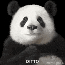 a panda bear is making a funny face with its hands folded in front of it .