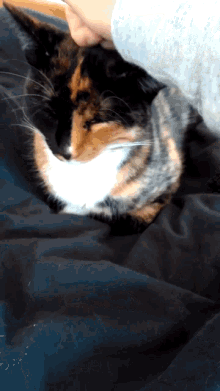 Cat Patpat GIF