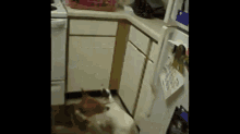Dog Vs. Hamster: Who Will Win? GIF - Dog Hamster Pets GIFs