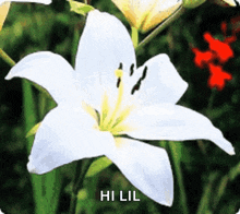 White Lily GIF