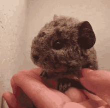 仓鼠 可爱 GIF - Hamster Cute GIFs
