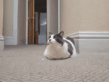 a black and white cat laying on the floor