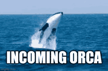 Incoming Orca GIF - Incoming Orca GIFs
