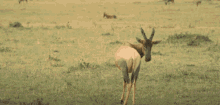 Topi Topi Antelope GIF - Topi Topi Antelope Savanna GIFs