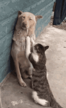 Cat You Like It GIF - Cat You Like It Dont Stop GIFs