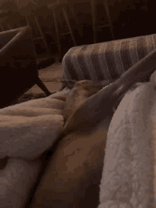 Squirrel Whippet GIF - Squirrel Whippet Hello GIFs