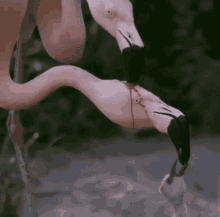 feed flamingo