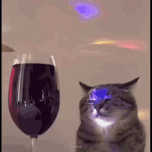 4pluto 4piuto GIF - 4pluto 4piuto Cat Wine GIFs