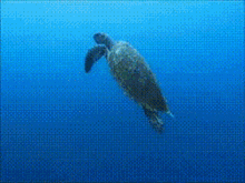 Tartaruga Swim GIF - Tartaruga Swim Turtle GIFs