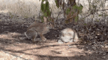 Scram Get Out Of Here GIF - Scram Get Out Of Here Rabbit GIFs